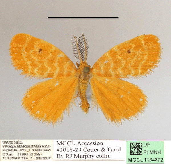 /filer/webapps/moths/media/images/F/fulvicolora_Leptaroa_A_MGCLa_01.JPG