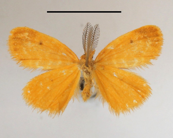 /filer/webapps/moths/media/images/F/fulvicolora_Leptaroa_A_MGCLb_01.JPG