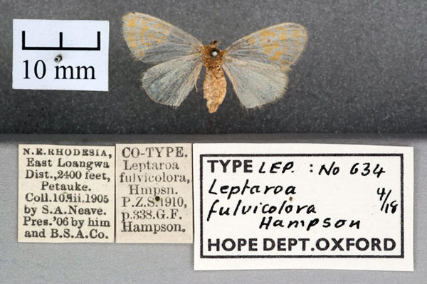 /filer/webapps/moths/media/images/F/fulvicolora_Leptaroa_STF_OUMNH_01.jpg