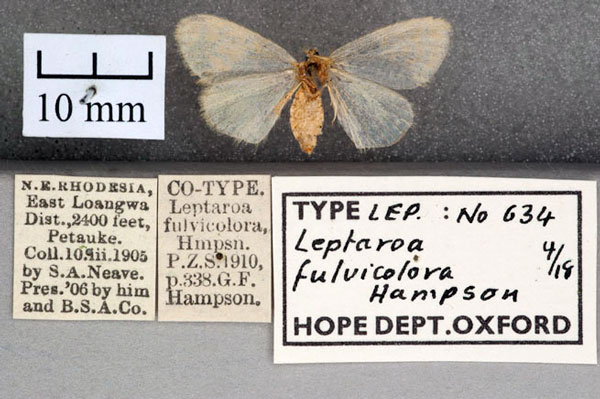 /filer/webapps/moths/media/images/F/fulvicolora_Leptaroa_STF_OUMNH_02.jpg