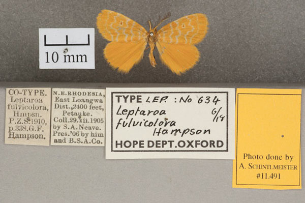 /filer/webapps/moths/media/images/F/fulvicolora_Leptaroa_STM2_OUMNH_01.jpg