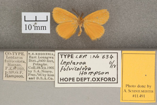 /filer/webapps/moths/media/images/F/fulvicolora_Leptaroa_STM2_OUMNH_02.jpg