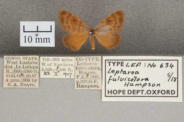 /filer/webapps/moths/media/images/F/fulvicolora_Leptaroa_STM_OUMNH_01.jpg