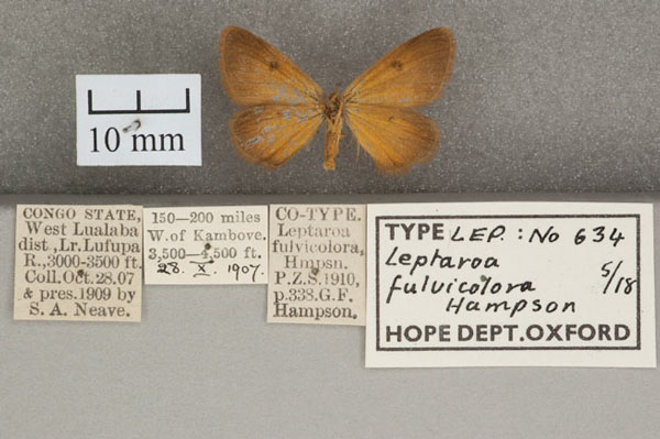/filer/webapps/moths/media/images/F/fulvicolora_Leptaroa_STM_OUMNH_02.jpg