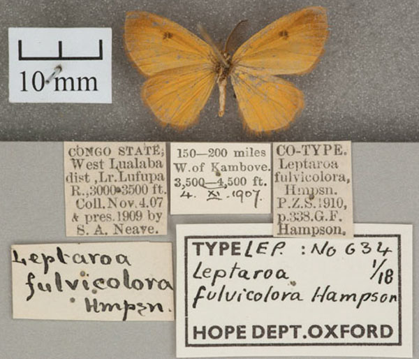 /filer/webapps/moths/media/images/F/fulvicolora_Leptaroa_ST_OUMNH_02.jpg