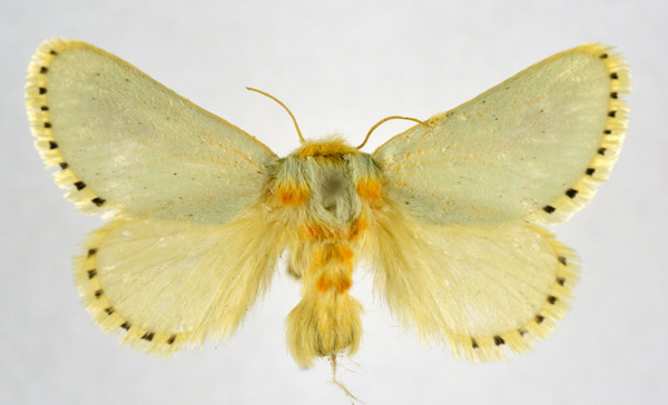 /filer/webapps/moths/media/images/F/fulvicorpus_Parasa_AF_NHMO.jpg