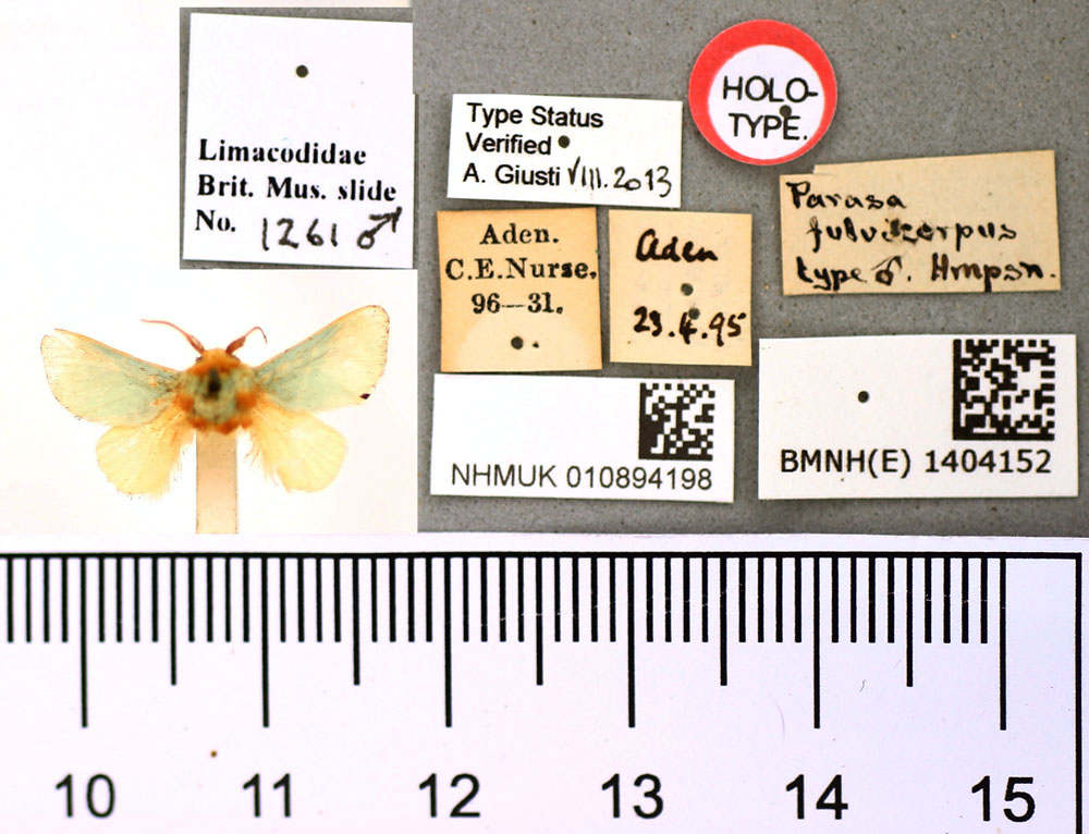 /filer/webapps/moths/media/images/F/fulvicorpus_Parasa_HT_BMNH.jpg