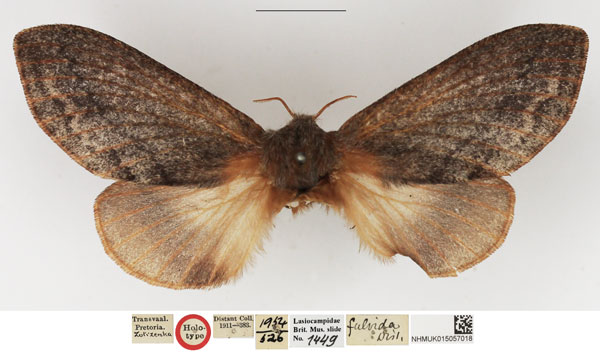 /filer/webapps/moths/media/images/F/fulvida_Caphara_HT_NHMUK.jpg