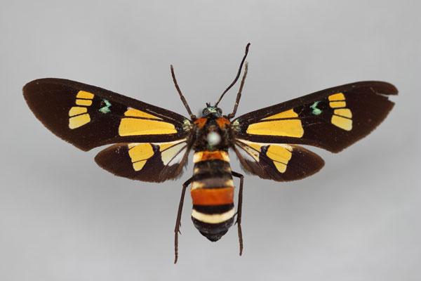 /filer/webapps/moths/media/images/F/fulvida_Euchromia_ST_BMNH.jpg