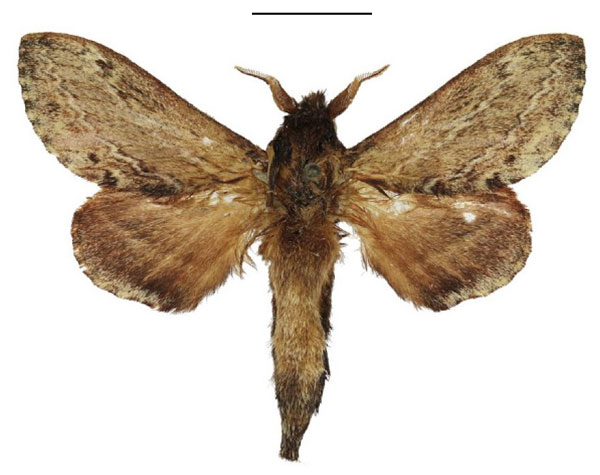 /filer/webapps/moths/media/images/F/fulvida_Eutricha_AM_ANHRT_01.jpg