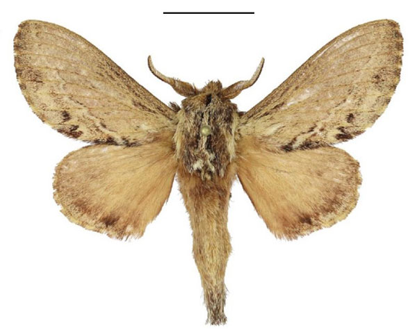 /filer/webapps/moths/media/images/F/fulvida_Eutricha_AM_ANHRT_02.jpg