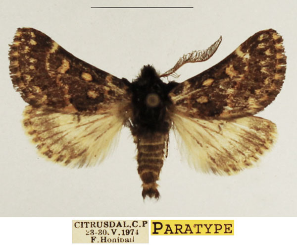 /filer/webapps/moths/media/images/F/fulviguttata_Ulochlaena_PTM_TMSA_01.jpg