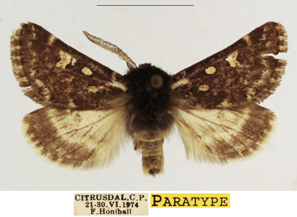 /filer/webapps/moths/media/images/F/fulviguttata_Ulochlaena_PTM_TMSA_02.jpg