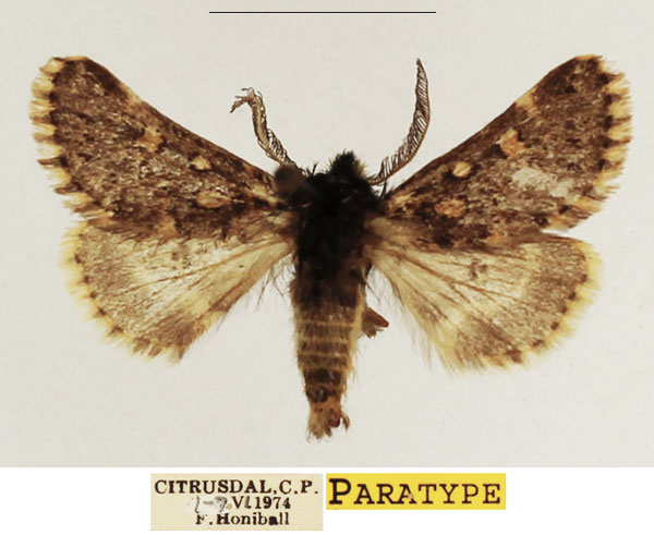 /filer/webapps/moths/media/images/F/fulviguttata_Ulochlaena_PTM_TMSA_03.jpg