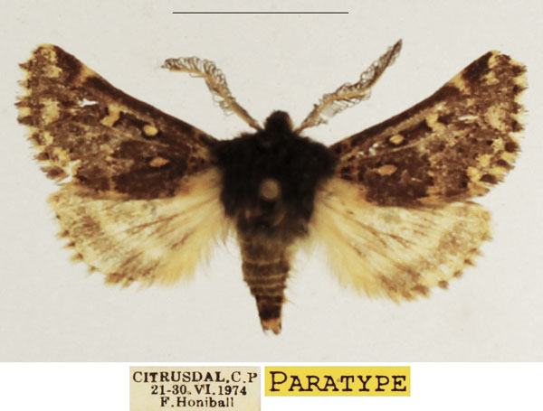 /filer/webapps/moths/media/images/F/fulviguttata_Ulochlaena_PTM_TMSA_04.jpg