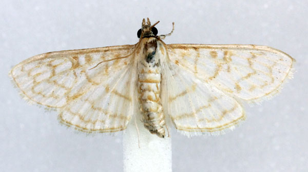 /filer/webapps/moths/media/images/F/fulvilinealis_Pyrausta_AM_Agassiz_01.jpg