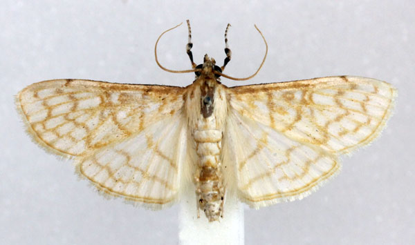 /filer/webapps/moths/media/images/F/fulvilinealis_Pyrausta_AM_Agassiz_02.jpg