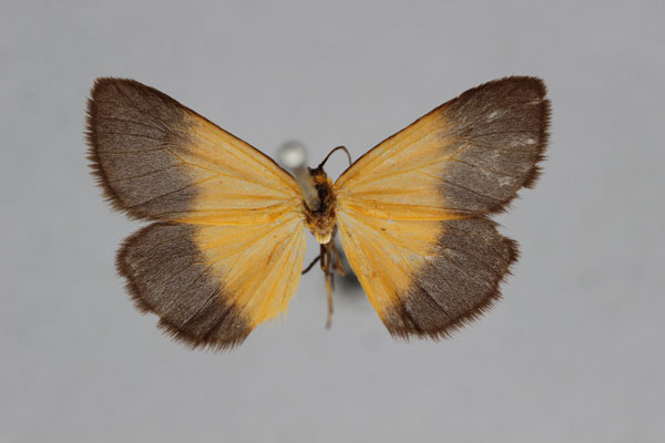 /filer/webapps/moths/media/images/F/fulvinigra_Eurozonosia_HT_BMNH.jpg