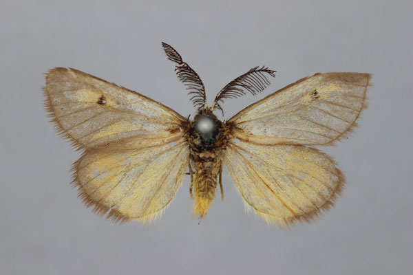 /filer/webapps/moths/media/images/F/fulvinota_Opsaroa_HT_BMNH.jpg