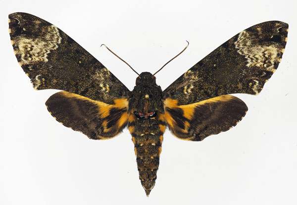 /filer/webapps/moths/media/images/F/fulvinotata_Coelonia_AF_Basquin.jpg
