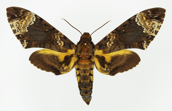 /filer/webapps/moths/media/images/F/fulvinotata_Coelonia_AF_Basquin_01.jpg