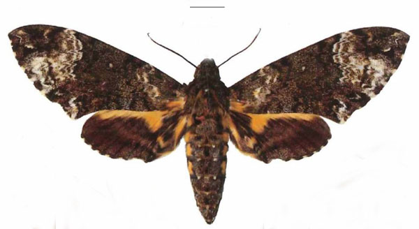 /filer/webapps/moths/media/images/F/fulvinotata_Coelonia_AF_EMEM.jpg