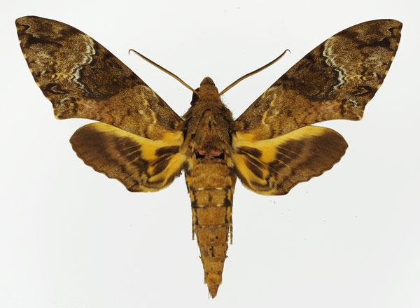 /filer/webapps/moths/media/images/F/fulvinotata_Coelonia_AM_Basquin_02.jpg