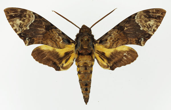 /filer/webapps/moths/media/images/F/fulvinotata_Coelonia_AM_Basquin_03.jpg