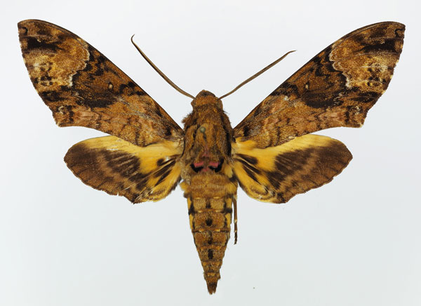 /filer/webapps/moths/media/images/F/fulvinotata_Coelonia_AM_Basquin_04.jpg