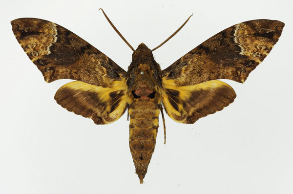 /filer/webapps/moths/media/images/F/fulvinotata_Coelonia_AM_Basquin_05.jpg