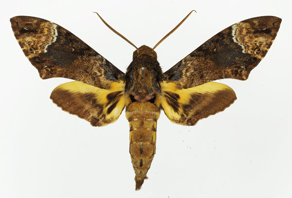 /filer/webapps/moths/media/images/F/fulvinotata_Coelonia_AM_Basquin_06.jpg