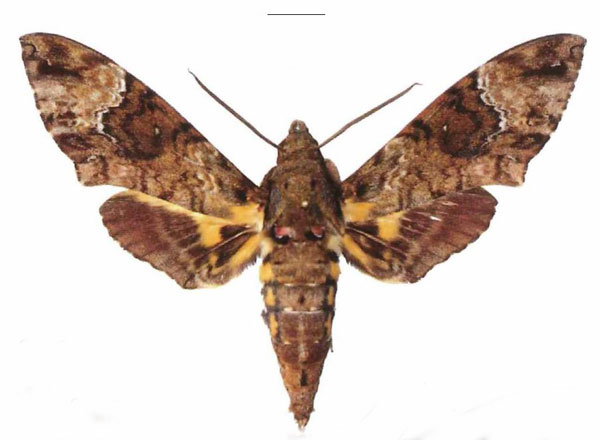 /filer/webapps/moths/media/images/F/fulvinotata_Coelonia_AM_EMEM.jpg