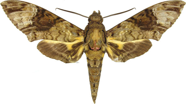 /filer/webapps/moths/media/images/F/fulvinotata_Coelonia_AM_MCJM.jpg