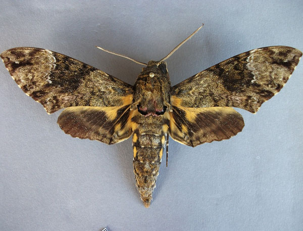 /filer/webapps/moths/media/images/F/fulvinotata_Coelonia_A_Baron_01.jpg