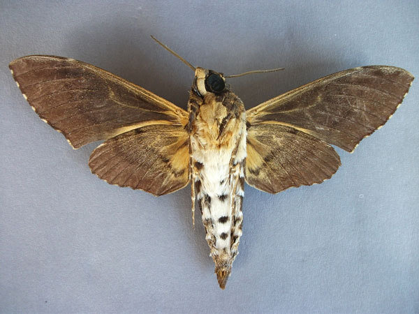 /filer/webapps/moths/media/images/F/fulvinotata_Coelonia_A_Baron_02.jpg