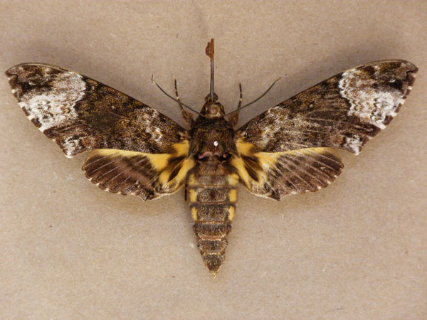 /filer/webapps/moths/media/images/F/fulvinotata_Coelonia_A_Butler.jpg
