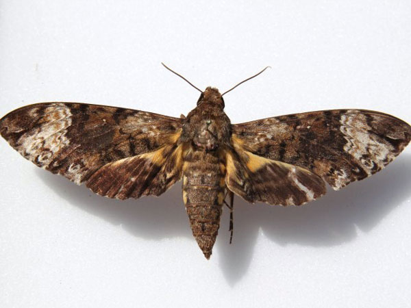 /filer/webapps/moths/media/images/F/fulvinotata_Coelonia_A_Goff.jpg