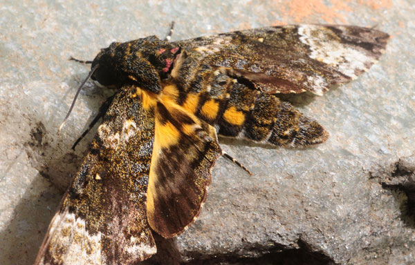 /filer/webapps/moths/media/images/F/fulvinotata_Coelonia_A_King_02.jpg