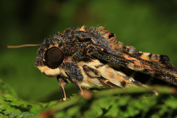 /filer/webapps/moths/media/images/F/fulvinotata_Coelonia_A_Pasquasy_02.jpg