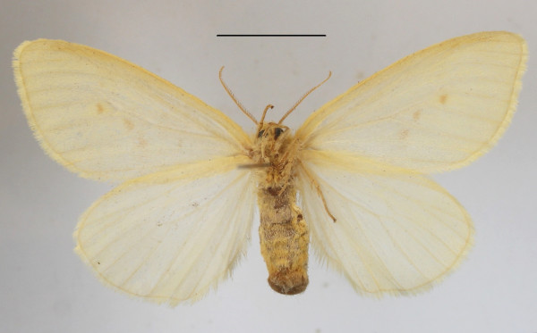 /filer/webapps/moths/media/images/F/fulvinotata_Crorema_AF_MGCLb_01.JPG