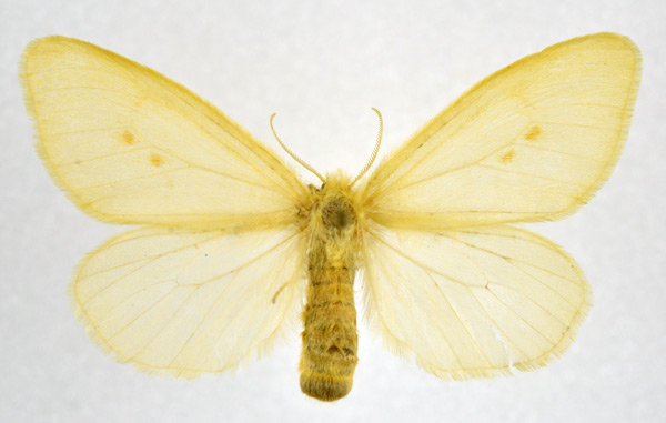 /filer/webapps/moths/media/images/F/fulvinotata_Crorema_AF_NHMO.jpg