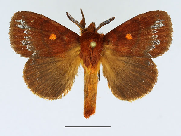 /filer/webapps/moths/media/images/F/fulvipuncta_Closterothrix_AM_Basquin.jpg