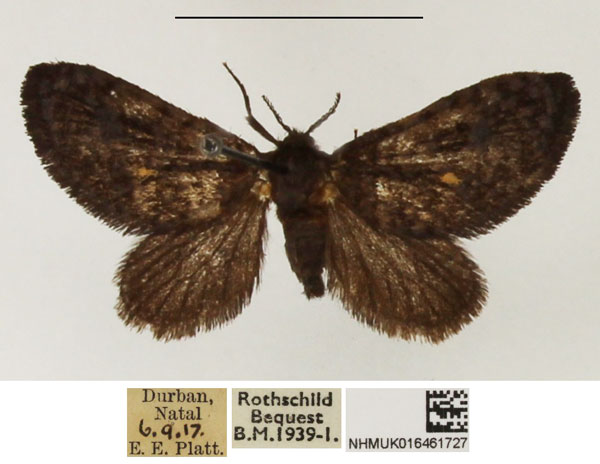 /filer/webapps/moths/media/images/F/fulvipunctata_Epipyrops_AM_NHMUK.jpg