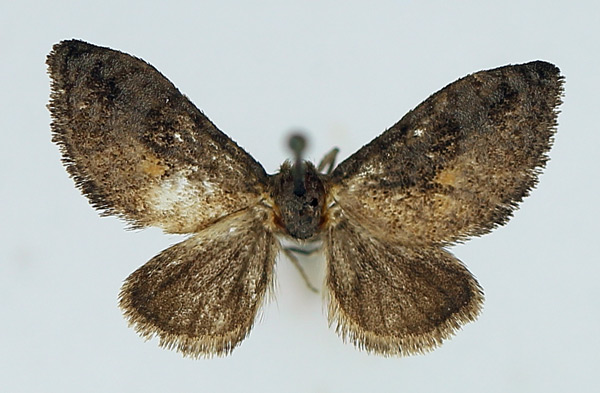 /filer/webapps/moths/media/images/F/fulvipunctata_Epipyrops_AM_TMSA.jpg