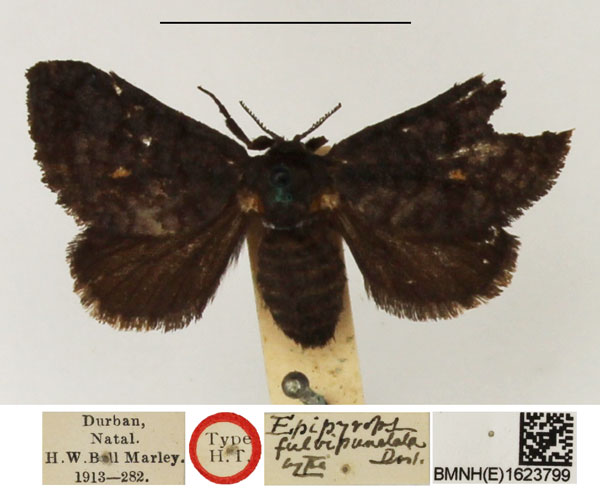 /filer/webapps/moths/media/images/F/fulvipunctata_Epipyrops_LT_NHMUK.jpg