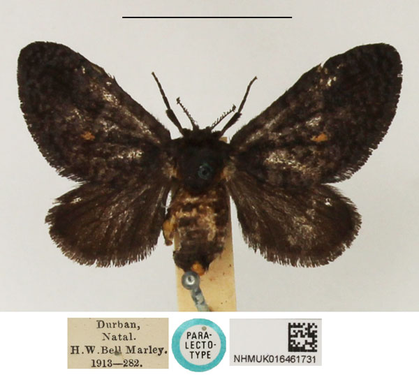 /filer/webapps/moths/media/images/F/fulvipunctata_Epipyrops_PLT_NHMUK.jpg