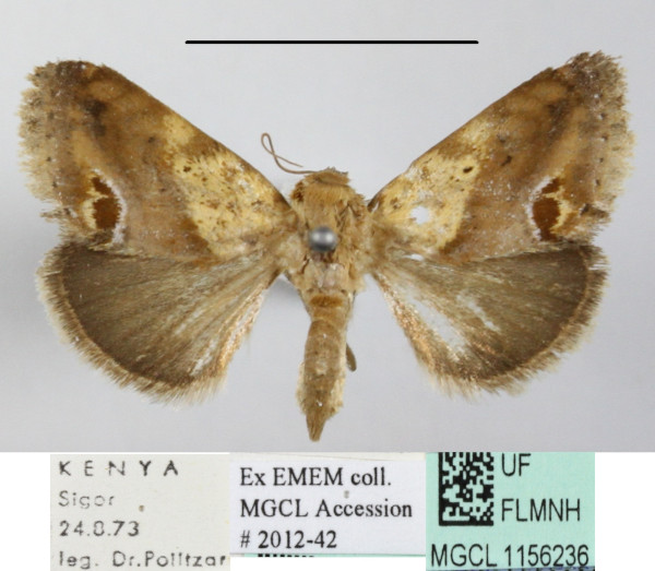 /filer/webapps/moths/media/images/F/fulvirufa_Acontia_A_MGCLa_01.JPG