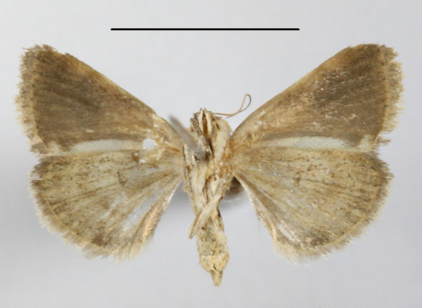 /filer/webapps/moths/media/images/F/fulvirufa_Acontia_A_MGCLb_01.JPG