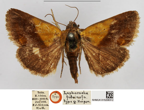 /filer/webapps/moths/media/images/F/fulvirufa_Lophorache_AT_NHMUK.jpg