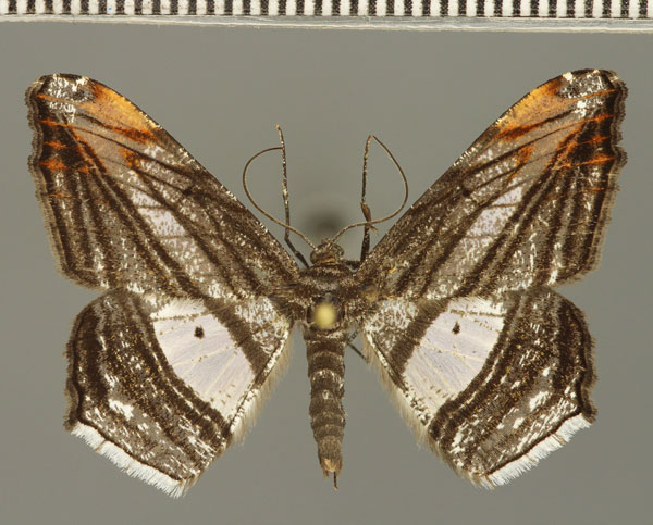 /filer/webapps/moths/media/images/F/fulvisparsa_Chiasmia_AM_Fiebig_01.jpg